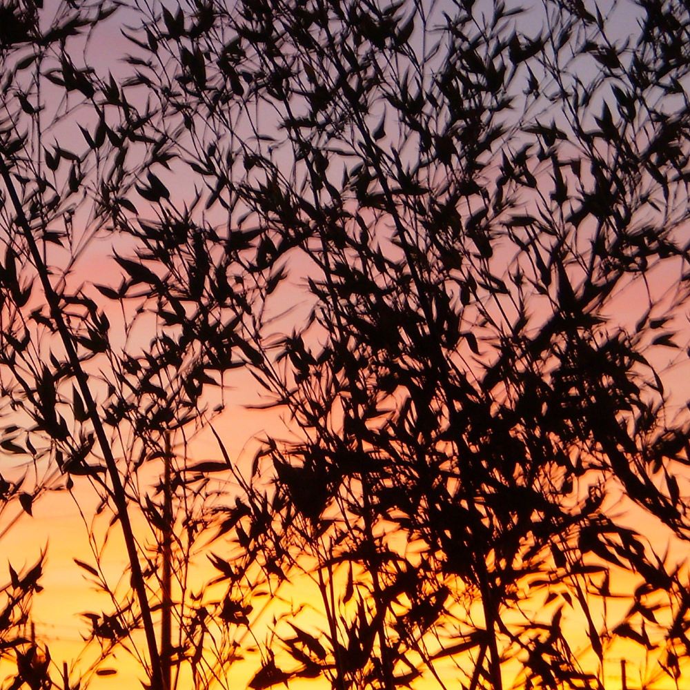 Black image of bamboo against the evening sky shortly after a sunset.  The colors near the bottom are very warm - yellow and then orange and then at the top a cooler light purple.  The bamboo looks almost tangled, like it was some wild netting.