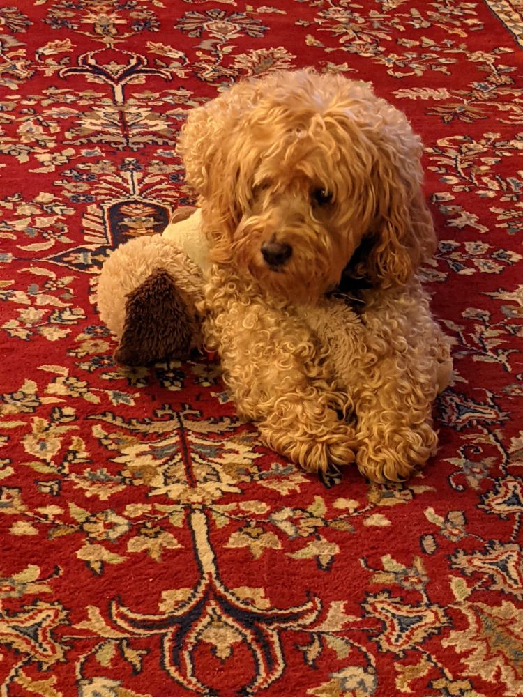 An apricot colored cocker spaniel and poodle mix communicates from the afterlife and gives condolences to the original poster regarding the loss of his cat.