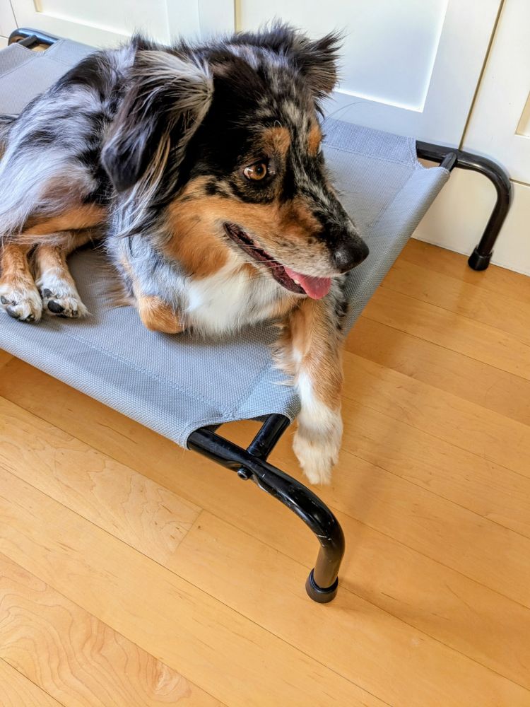 A blue Merle Australian Shepherd sits on a grey cot looking to her right.