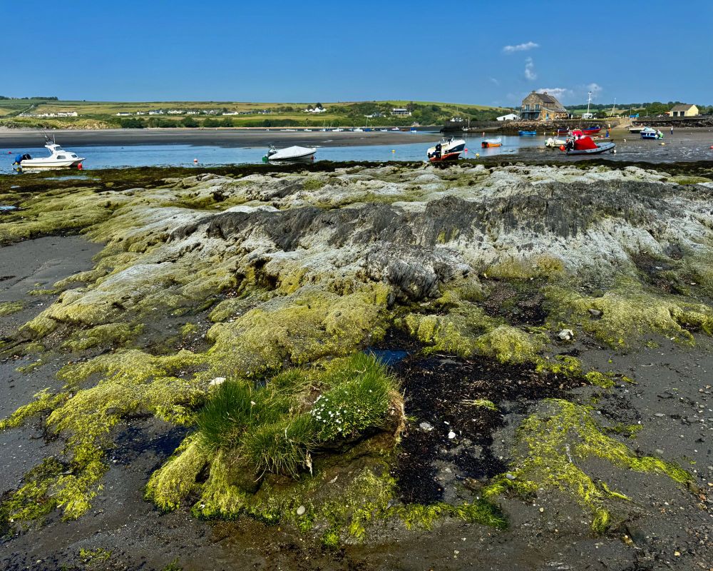 This is a view towards the Parrog at Newport, Pembrokeshire at low tide from the Pembrokeshire Coast Path in June 2025. Exposed rocks - covered with algae, clumps of plants and barnacles - are in the foreground. Boats on Newport Estuary and the beach at Newport Sands are in the middle distance, and there are hills dotted with houses in the far distance.
