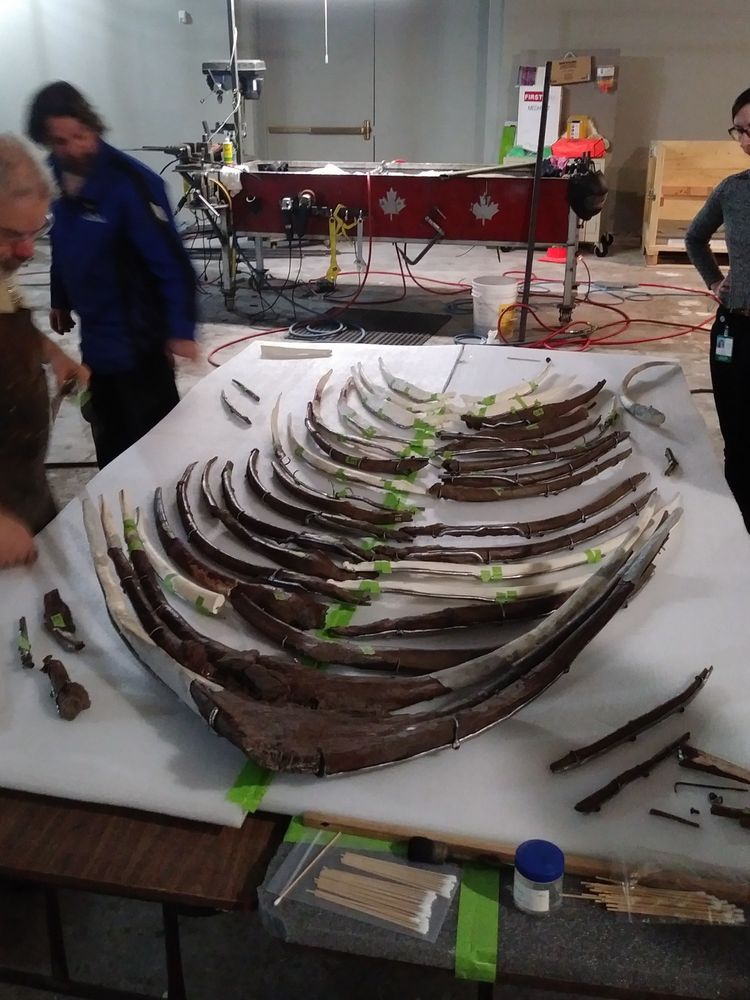 gastralia of Sue the T. rex on a table prior to bring mounted with the rest of the skeleton.