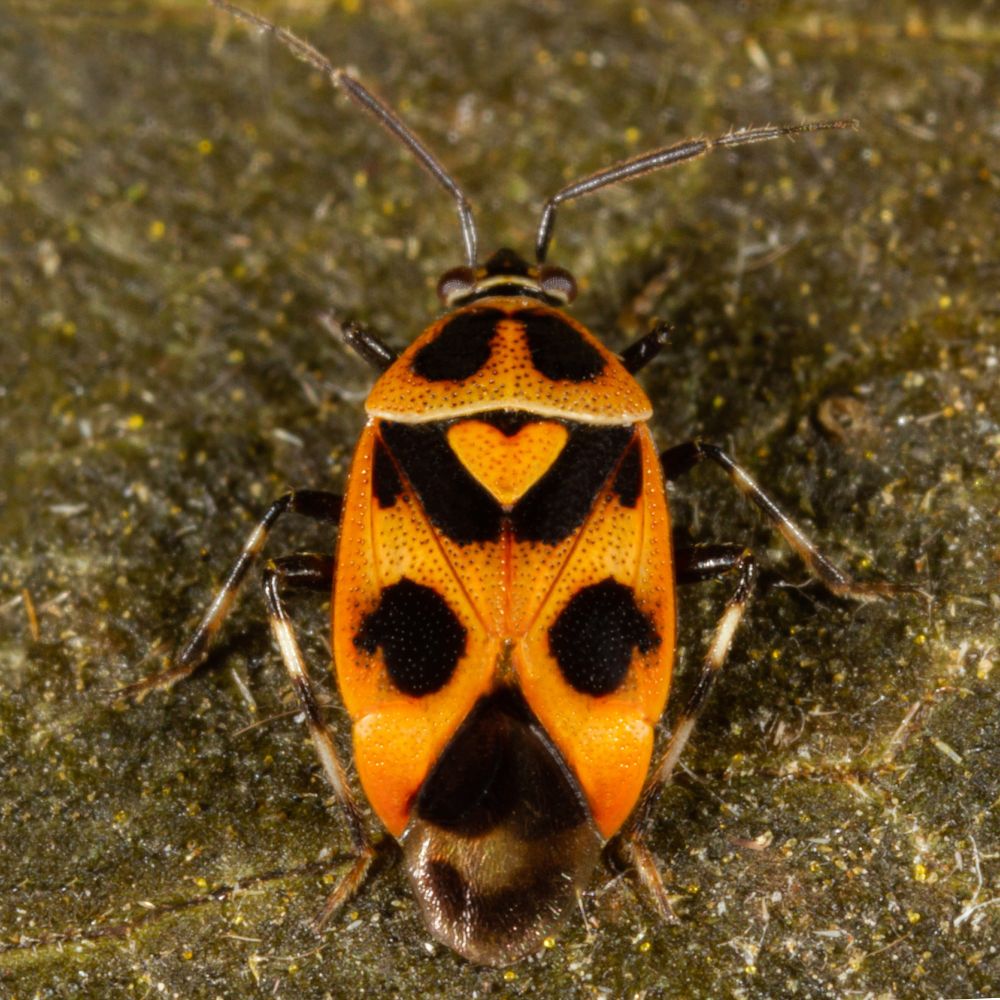 Brought some plants inside for winter and found this guy, Deraeocoris histrio.  
