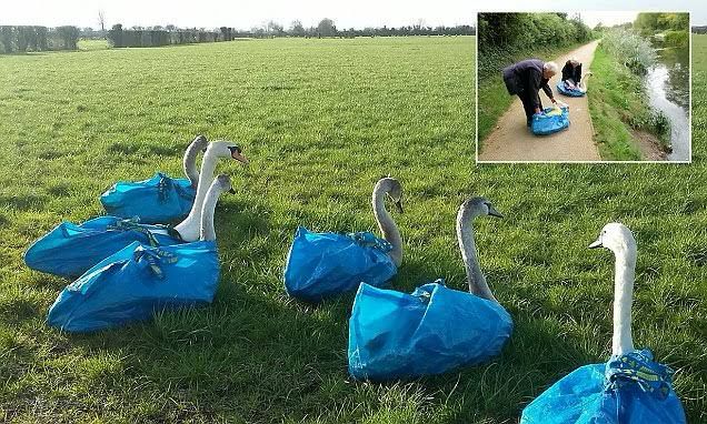 Six swans sitting on the ground, tied up inside blue IKEA bags