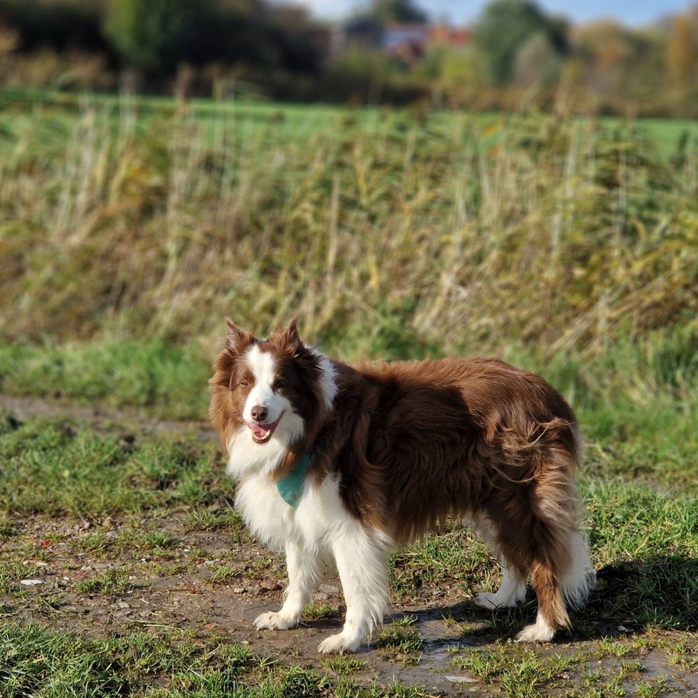 Bordercollie braun weiß auf sonnigem Feldweg