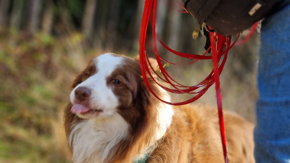 Hund in herbstlicher Sonne