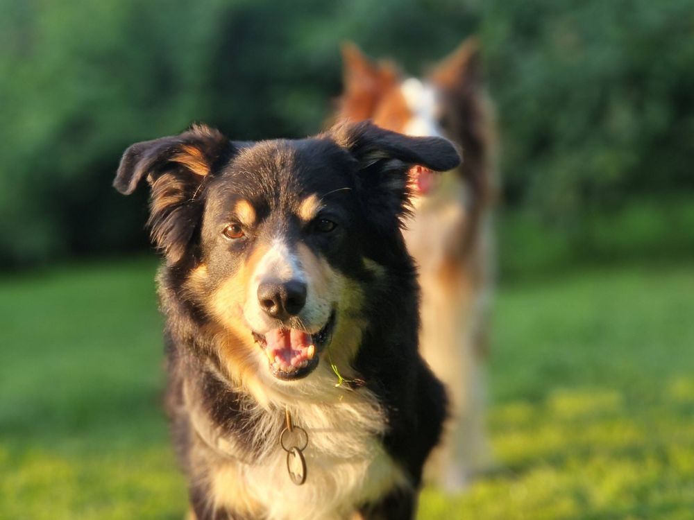 Bordercollie gut gelaunt