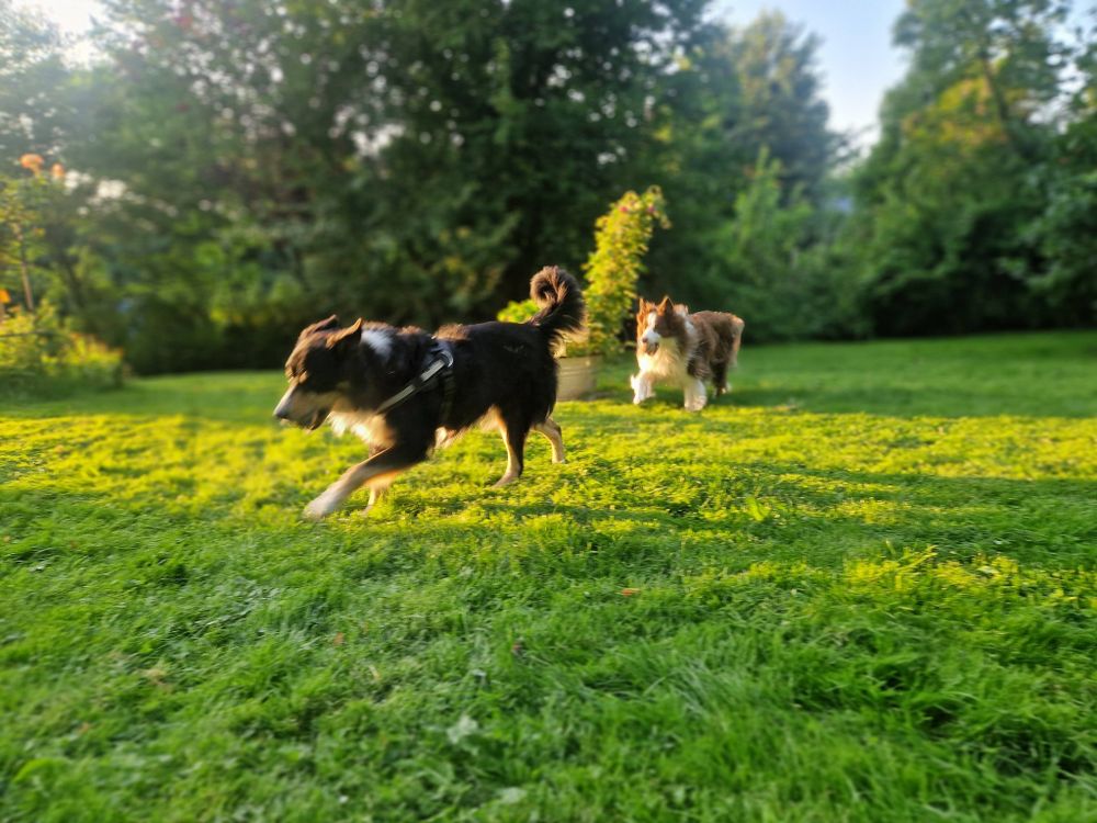 Bordercollie gut gelaunt Beim Ball Spielen