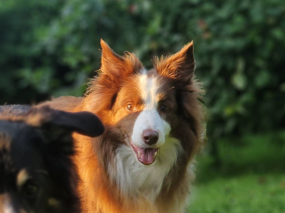 Bordercollie gut gelaunt