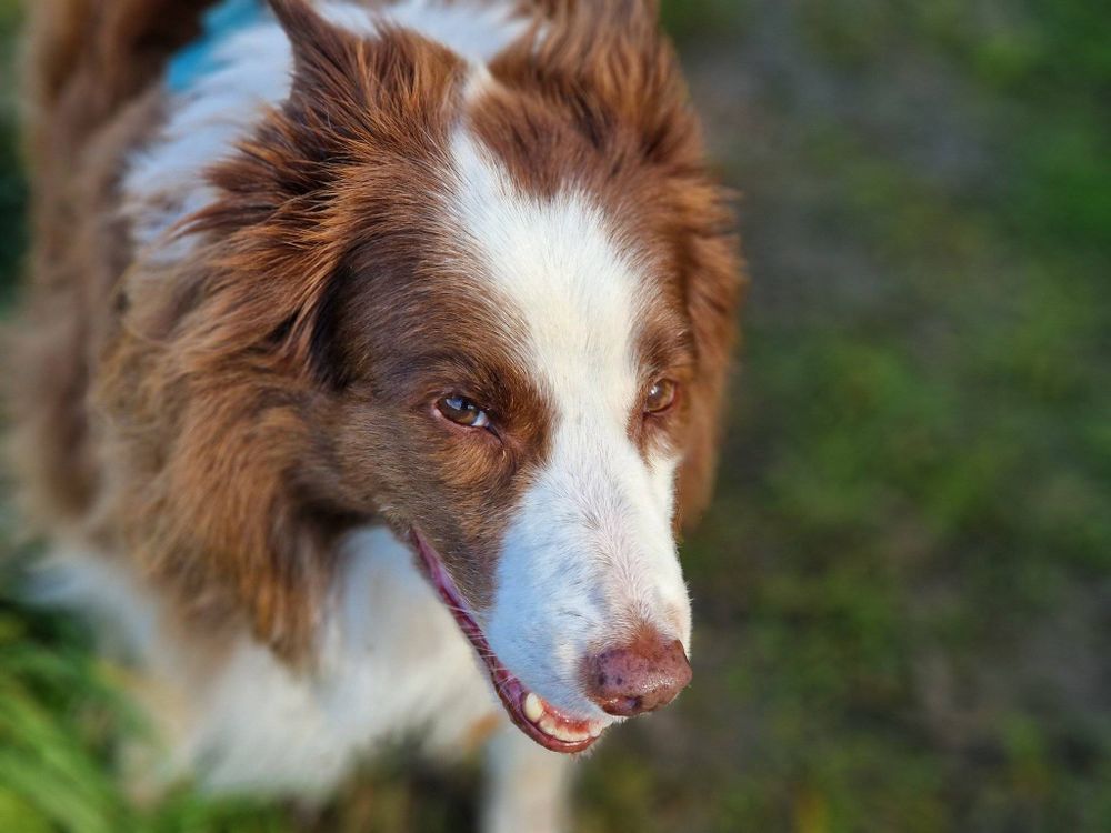 Gut gelaunte Frau Hund