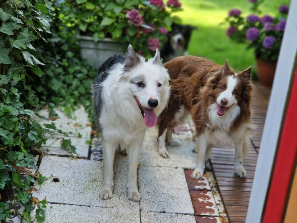 3 Hunde im Garten Eingang