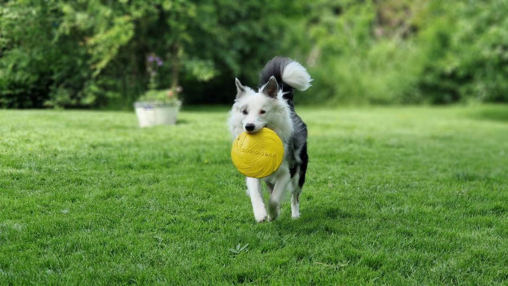 Junger Hund mit Frisbee