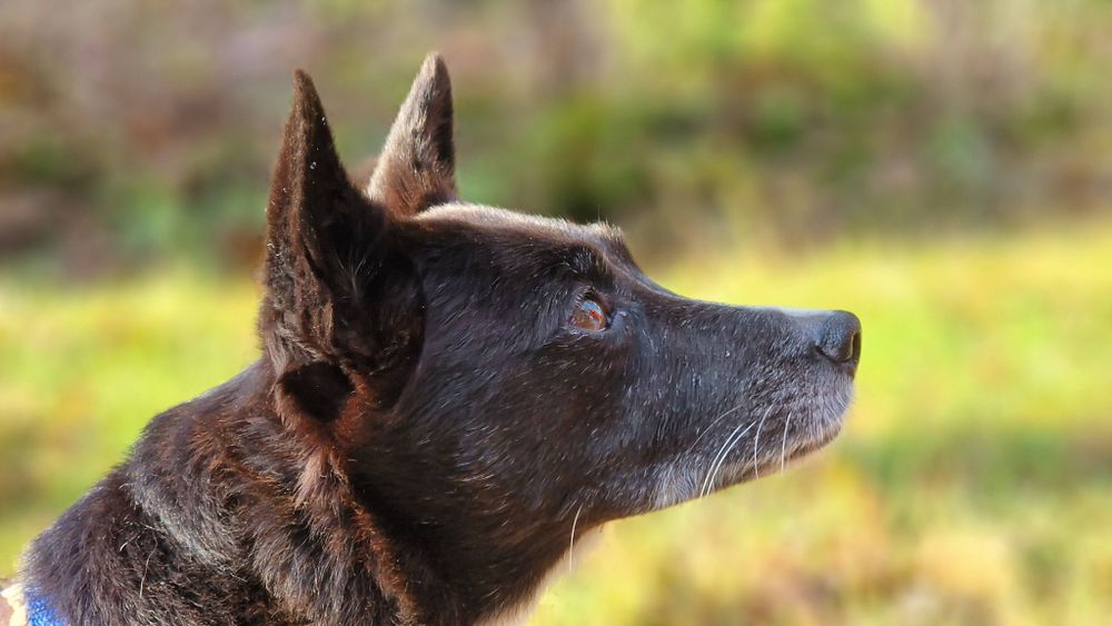 Hund in herbstlicher Sonne