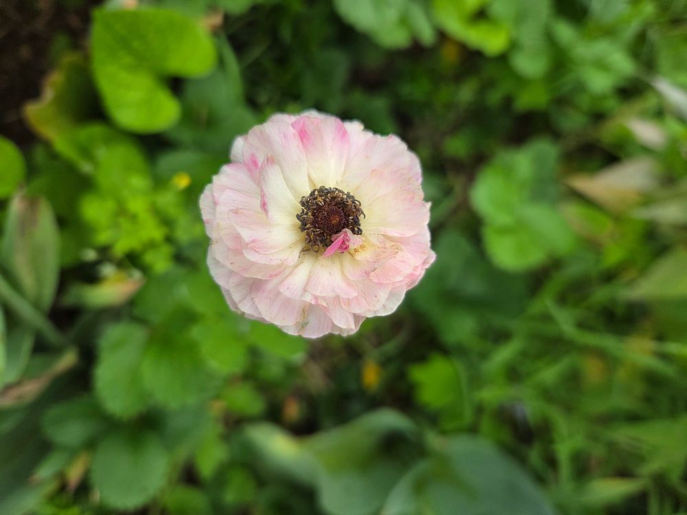 Pink ranunculus 