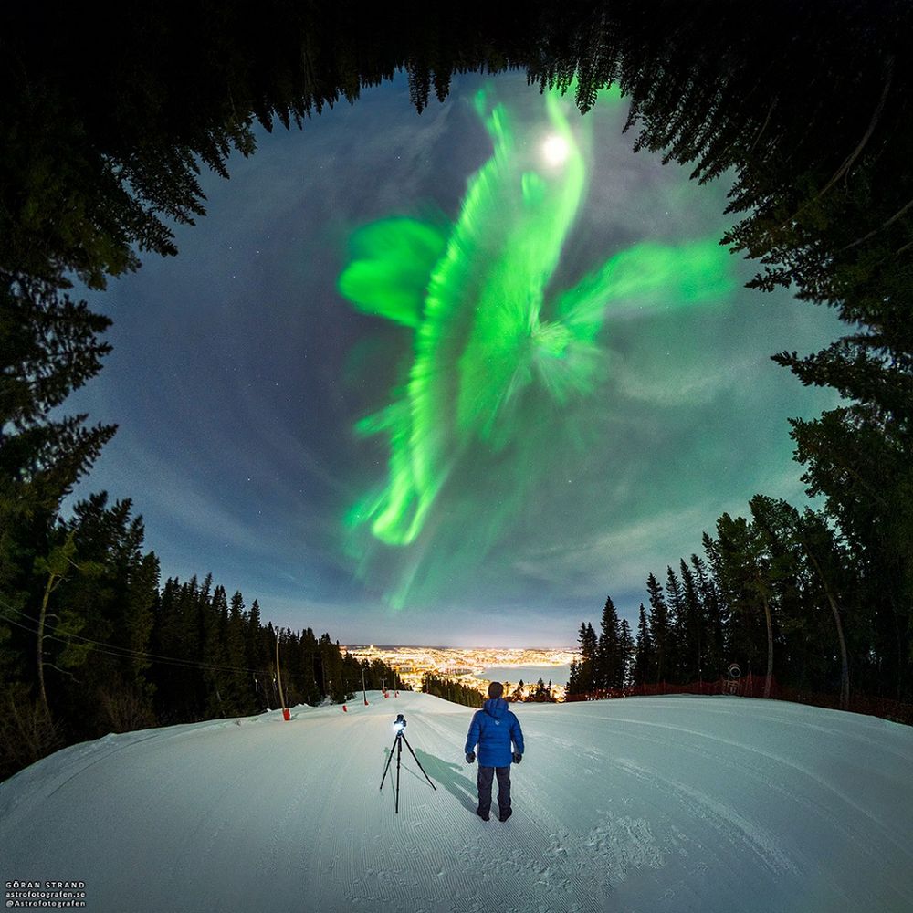 The image features a human figure standing on the snowy ground looking up at the sky, where a bright, green auroral corona stands out. The corona, which pareidolia recalls the shape of a celestial whale, is surrounded by dark trees that enhance its crown shape.