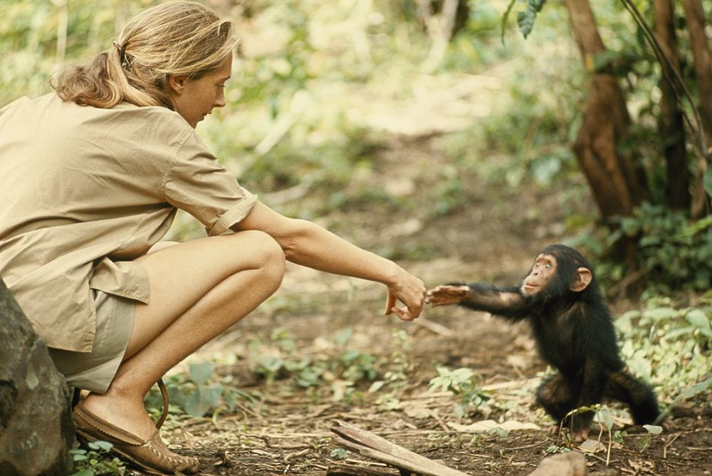 The photo features Jane Goodall and infant chimpanzee Flint reach out to touch each other's hands. Flint was the first infant born at Gombe (Tanzania) after Jane arrived. With him, she had a great opportunity to study chimp development.

Photo source: https://education.nationalgeographic.org/resource/jane-goodall/