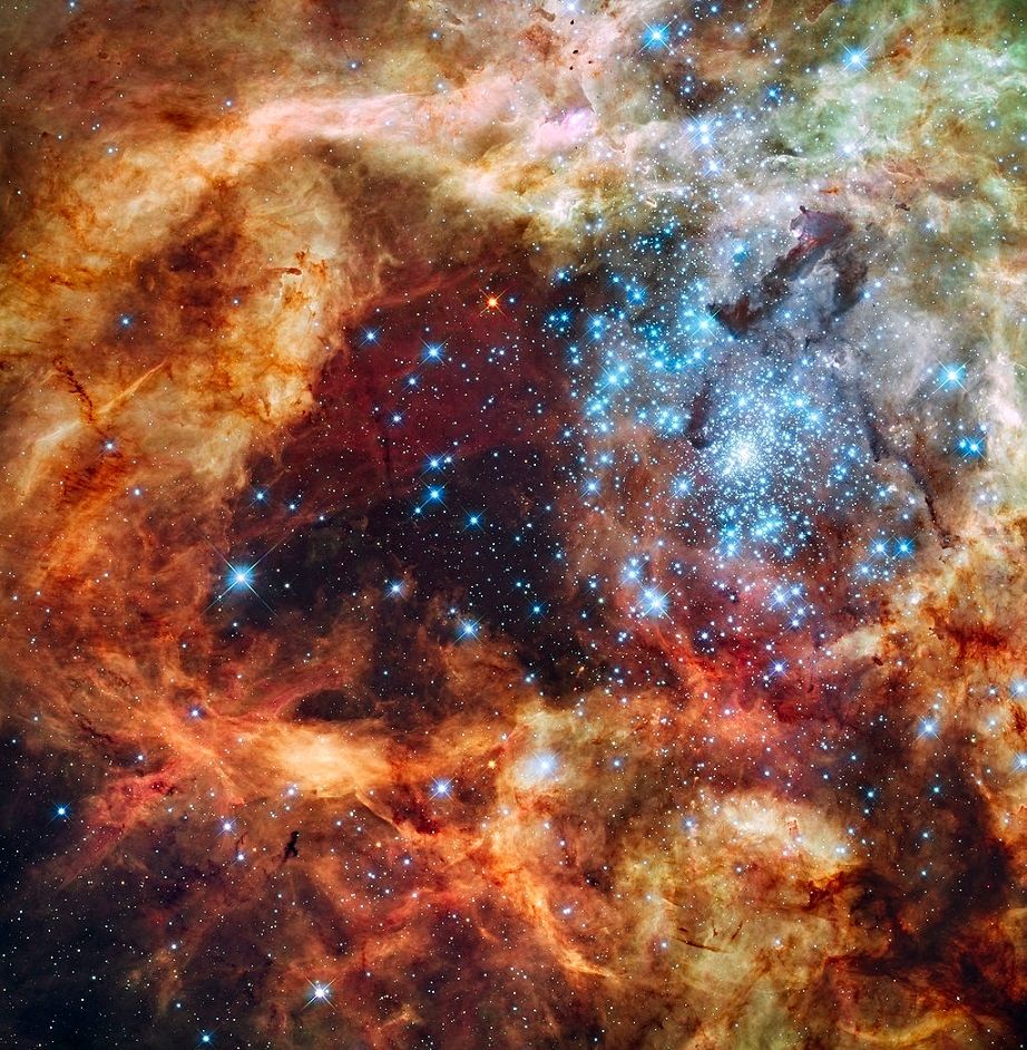 This Hubble Telescope false color image shows a cluster of hundreds of brilliant blue-white stars, surrounded by hot, glowing orange and brown clouds, resembling fluffy puffs. It is a detailed view of the star-forming region R136, in the 30 Doradus Nebula in the Large Magellanic Cloud, 170,000 light-years from Earth. The stars, some over 100 times more massive than the Sun, emit ultraviolet light and stellar winds that sculpt the surrounding gas, creating a fantastic landscape of pillars, ridges, and valleys. At the center, a dark area resembles the outline of a Christmas tree. The predominant colors are the blue of the hottest stars, the green of oxygen, and the red of fluorescent hydrogen. The image, taken in October 2009, spans about 100 light-years.