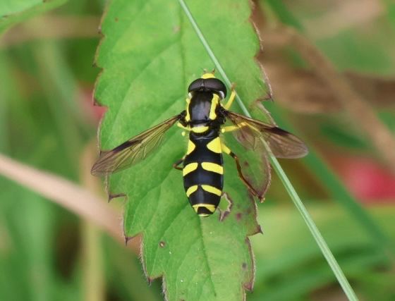 Yellow and black hoverfly
