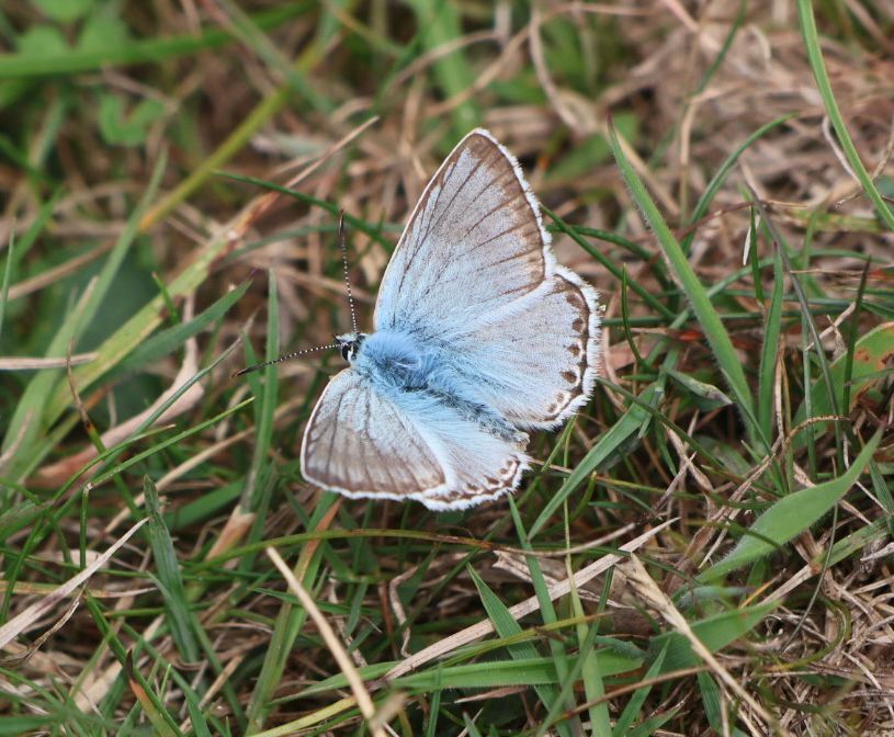 Blue butterfly in grass