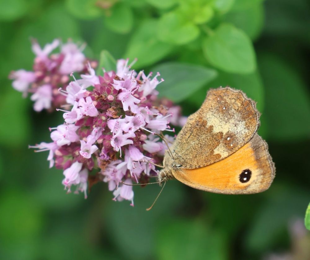 Gatekeeper on marjoram