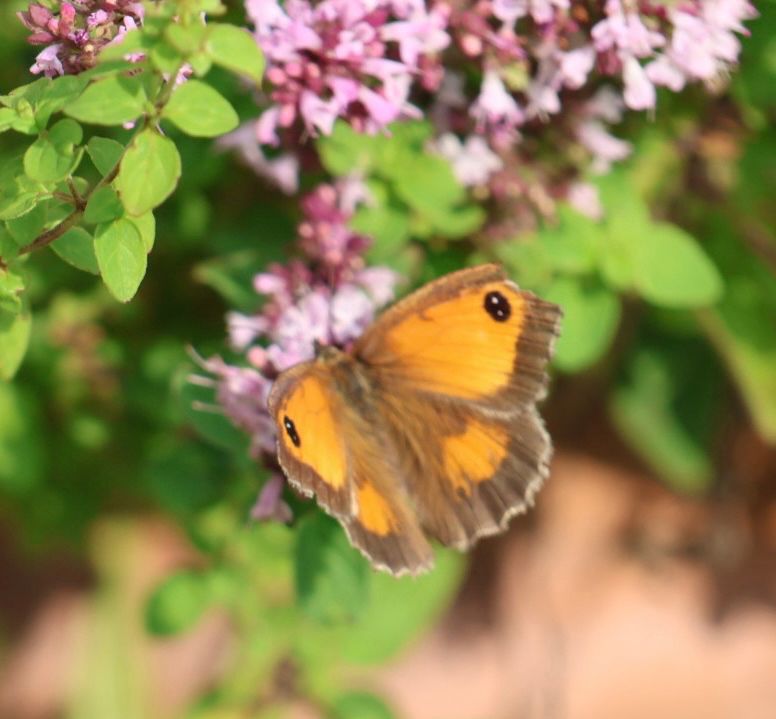 Gatekeeper on marjoram 