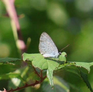 Holly Blue butterfly 
