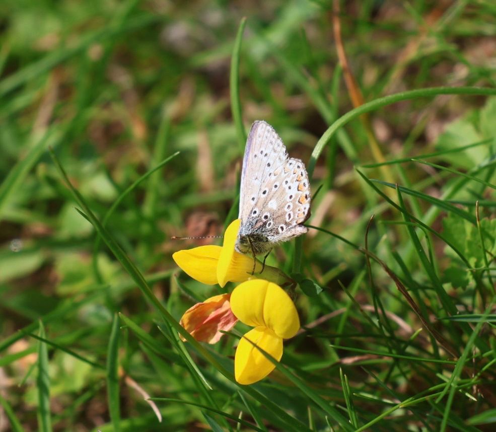 Underwing of male common blue butterfly on yellow flower 