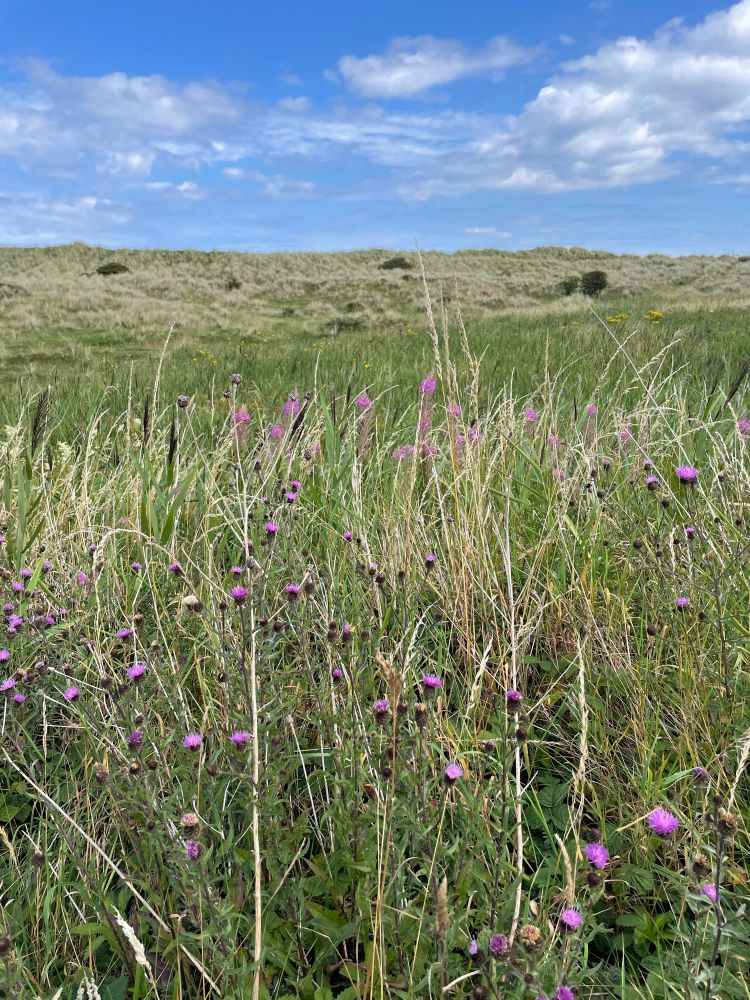 Wildflowers on dunes