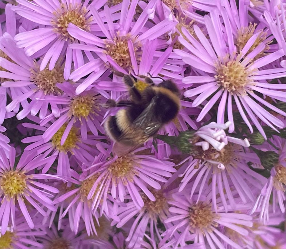 Large bumblebee on purple asters