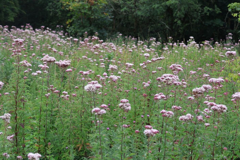 Hemp Agrimony 