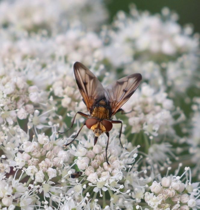 Fly on a white flower