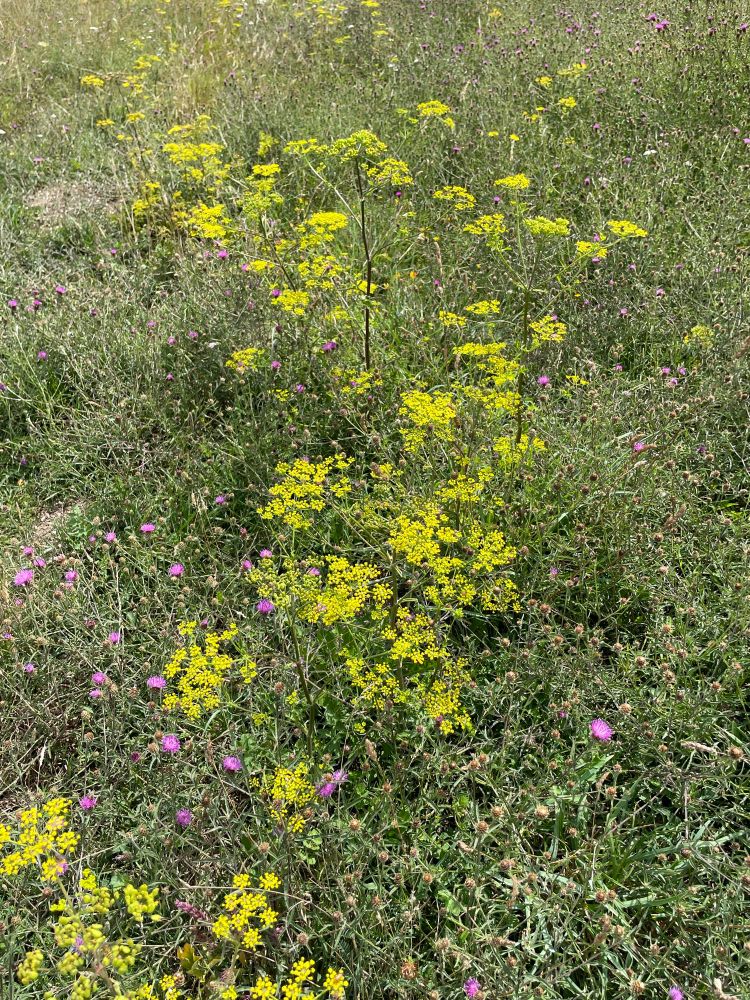 Yellow Wild Parsnip