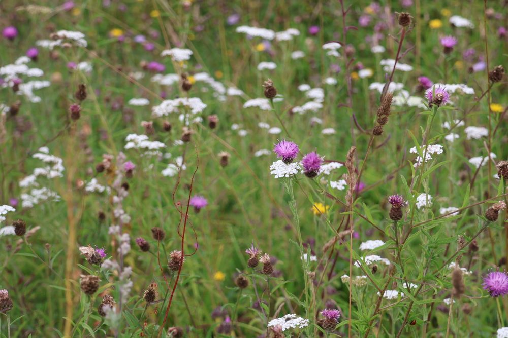 White and purple wildflowers 