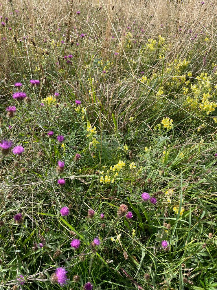 Purple and yellow wildflowers 