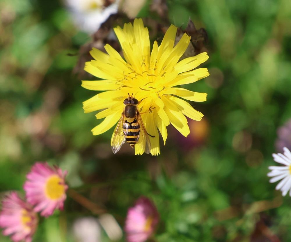Hoverfly on yellow flower