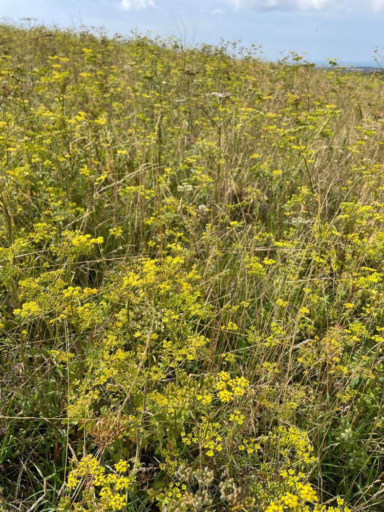 Wild Parsnip