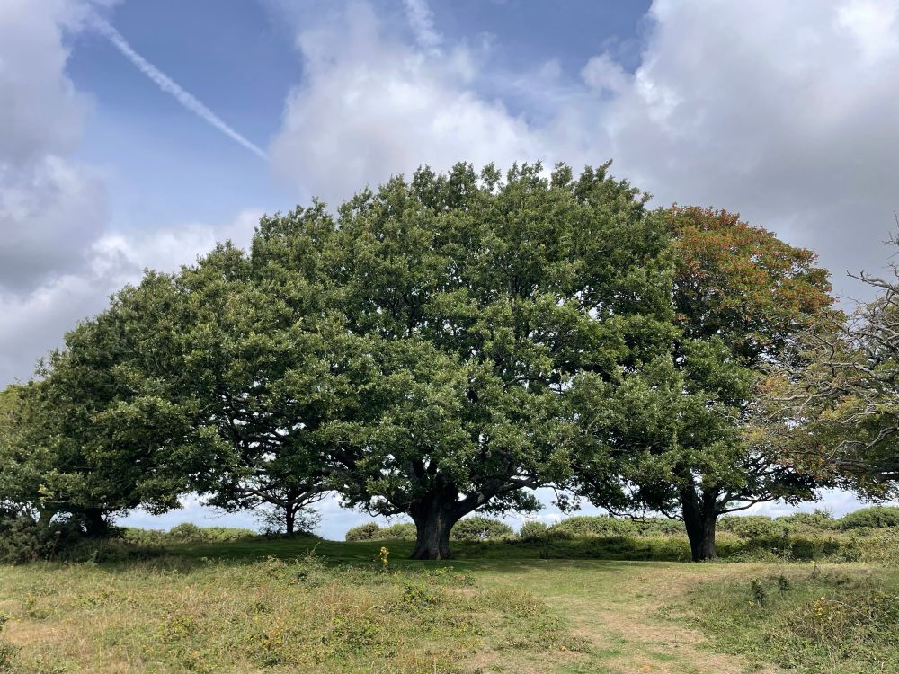 Large oak tree