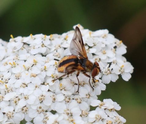 Fly with yellow and black tail on white flower
