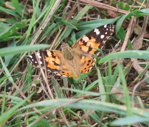 Painted Lady butterfly in grass