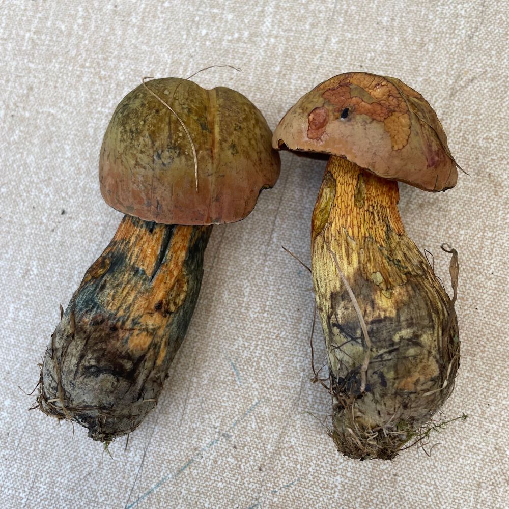 Two mushrooms