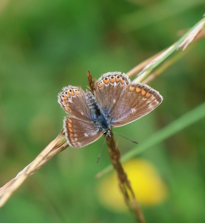 Female common blue butterfly 