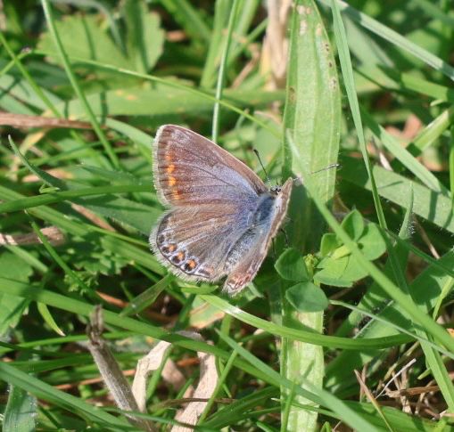 Female common blue butterfly on grass