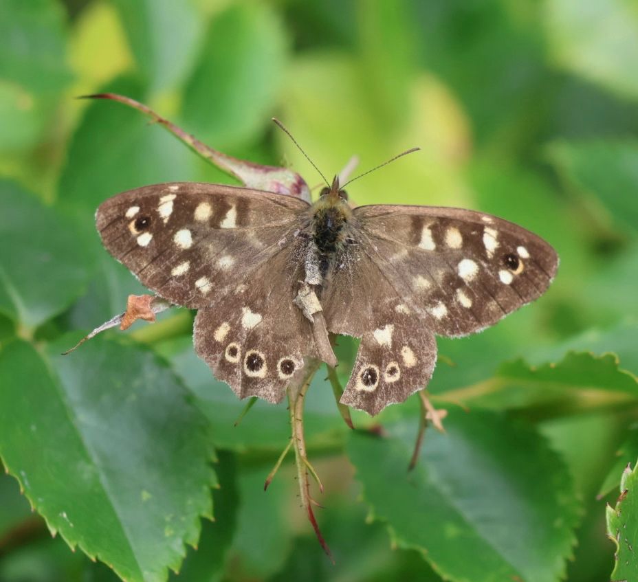 Speckled wood butterfly on rose leaf