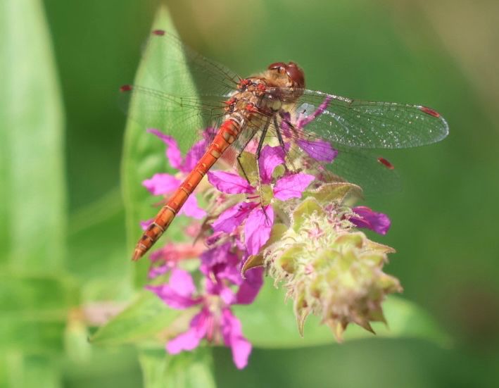 Common darter on purple loosestrife 