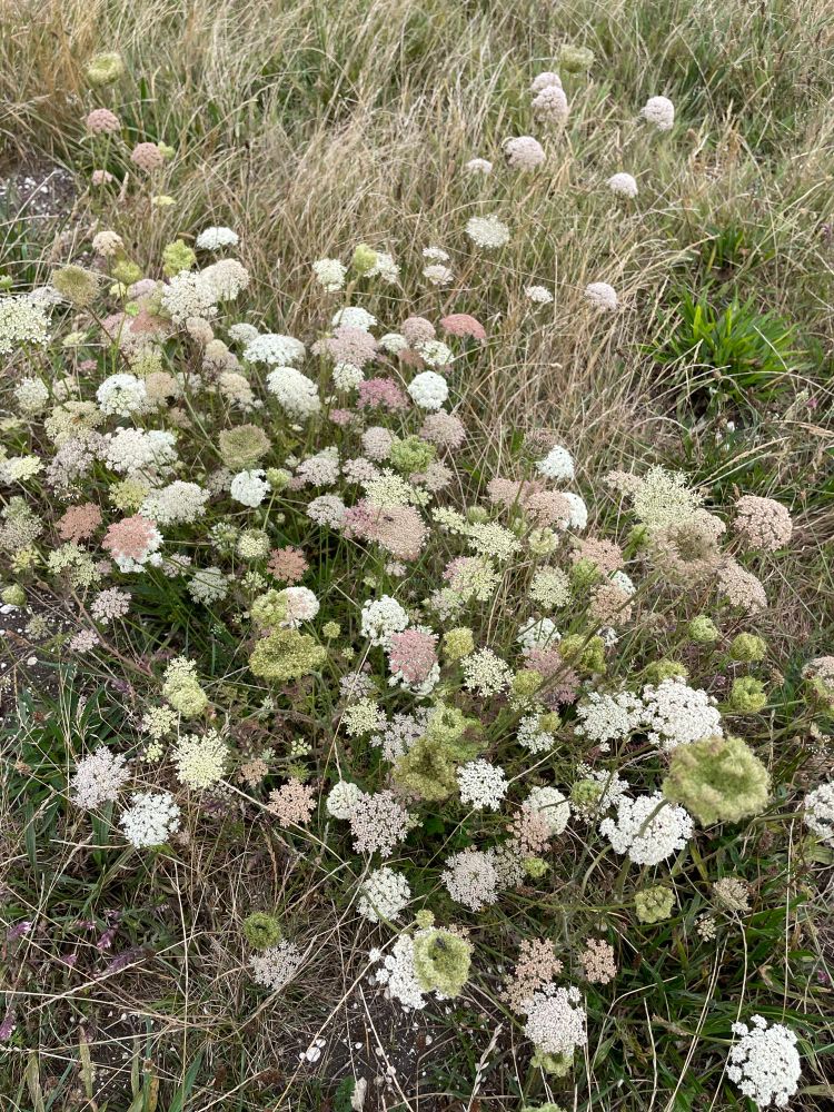 Wild Carrot
