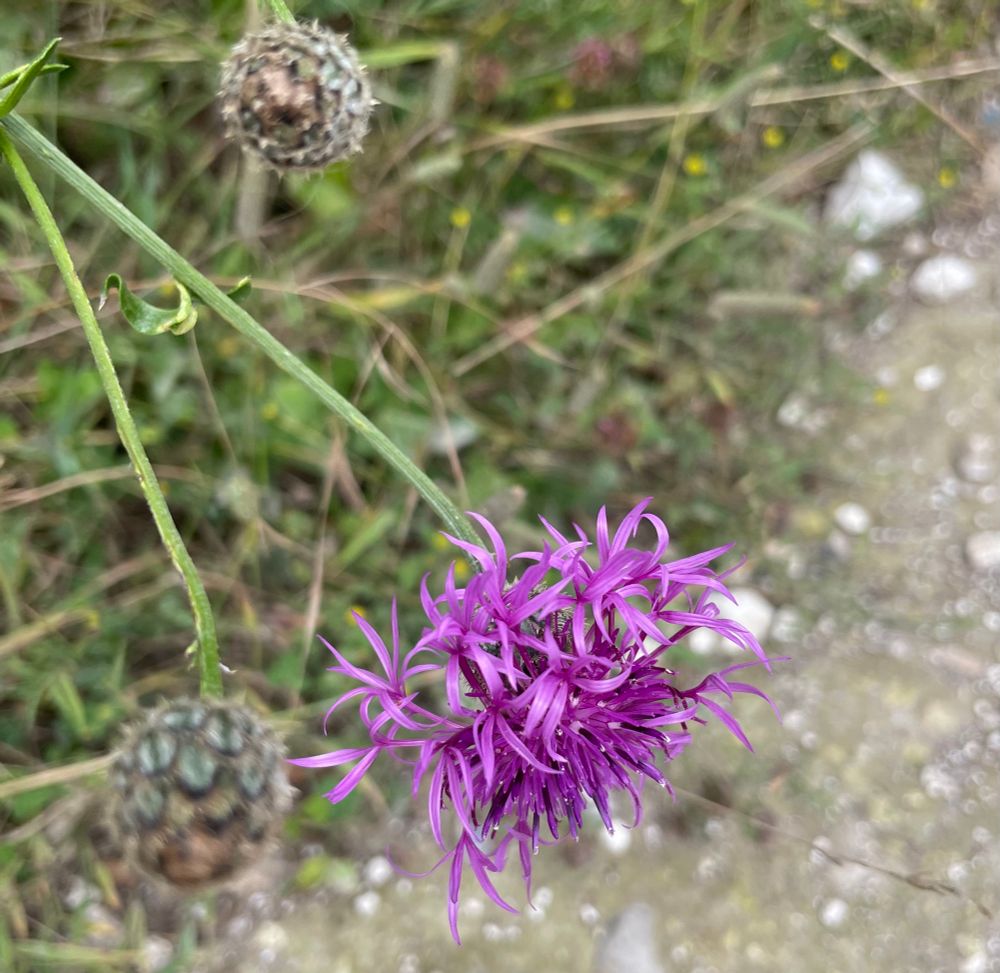 Purple greater Knapweed
