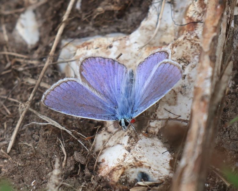 Common Blue butterfly 