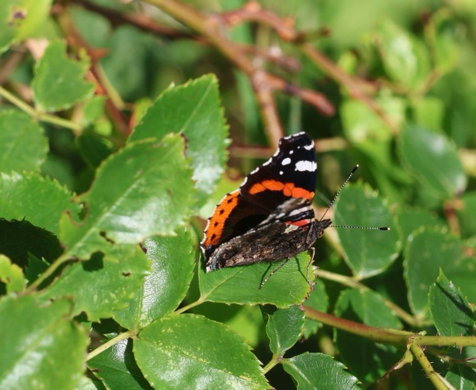 Red Admiral on rose bush