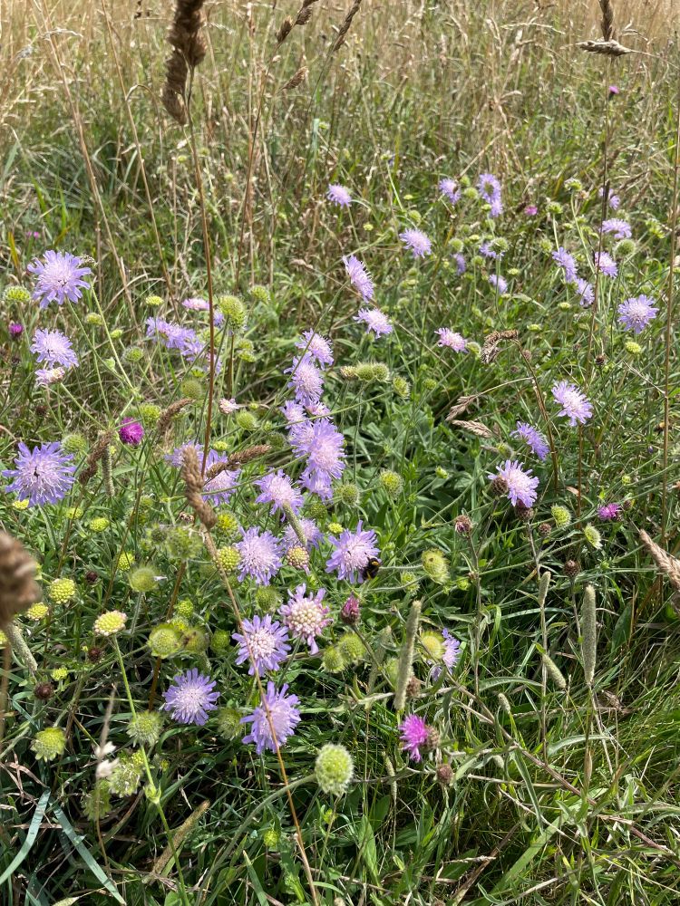 Lilac field scabious