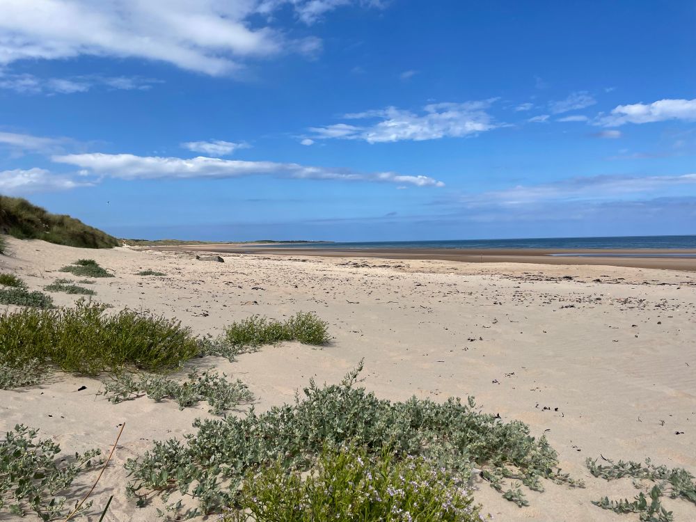 Sandy beach with wild plants