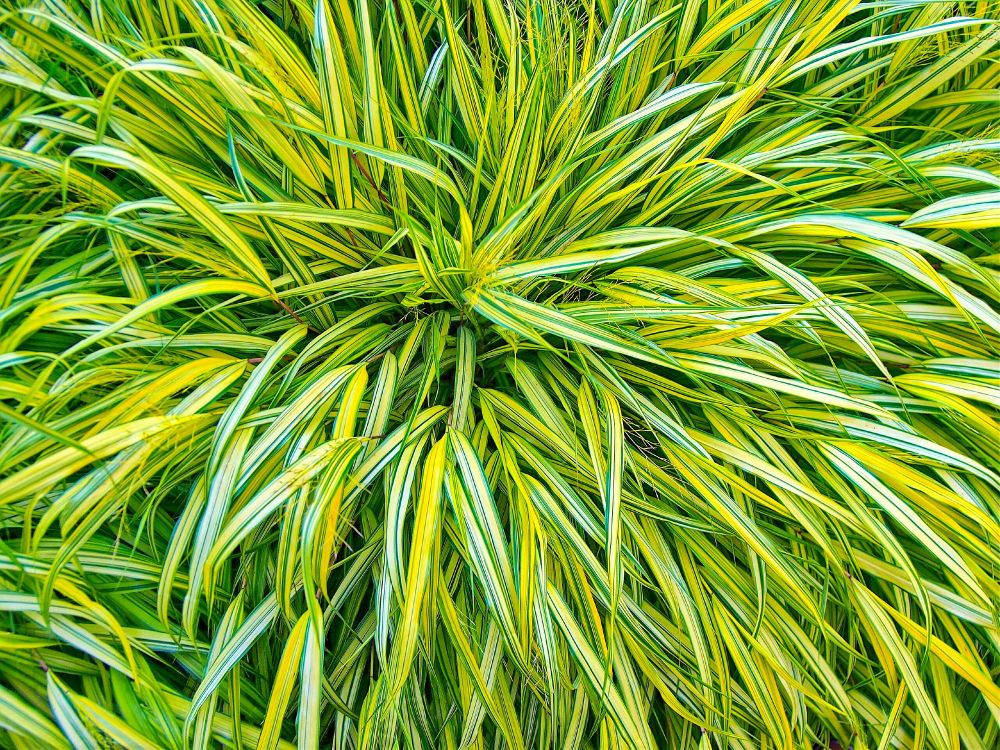 Gold-Japan-Berggras 'Aureola' - Hakonechloa macra 'Aureola' 
Agnieszka Kwiecień, Nova, CC BY-SA 4.0 <https://creativecommons.org/licenses/by-sa/4.0>, via Wikimedia Commons
